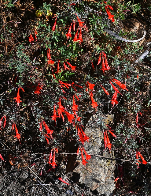 Epilobium canum subsp. canum, San Mateo Co., CA