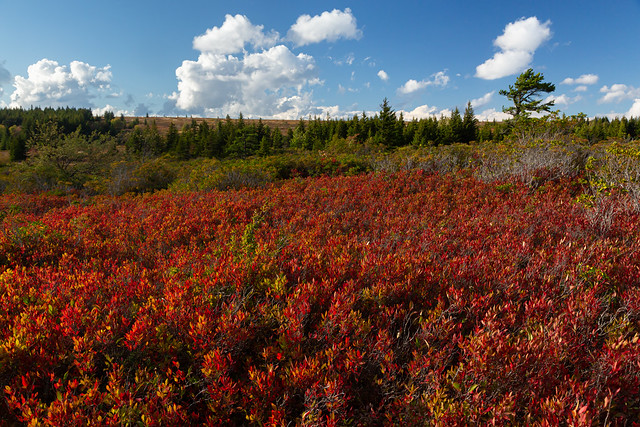 Dolly Sods Fall Colors