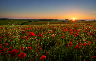 Ditchling road poppies south downs east sussex 080-Edit-2