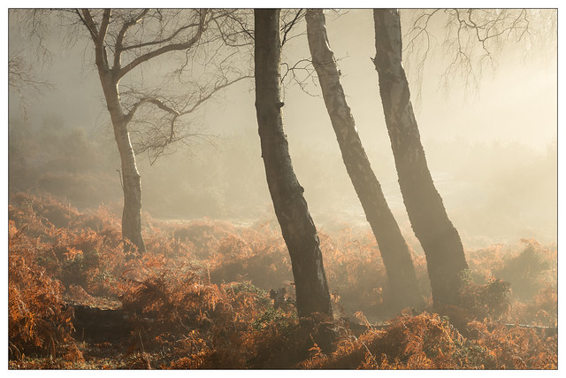 Autumn in the New Forest