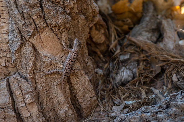 Plateau Fence Lizard – Sceloporus tristichus