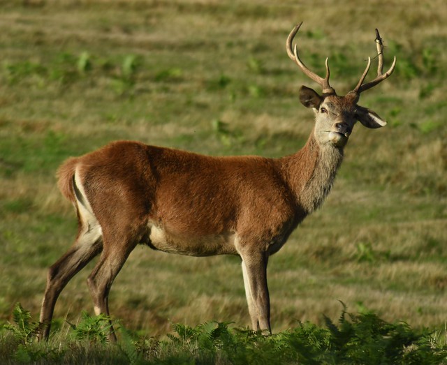 Bradgate Park Deer Rut 2023