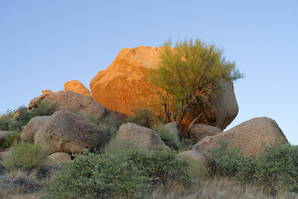 A large boulder and tree light up at sunrise on the Sunset Vista Trail in McDowell Sonoran Preserve in Scottsdale, Arizona on September 25, 2022. Original: _Z726910.NEF