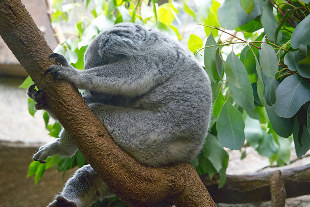 Sleepy koala bear IMG_0026