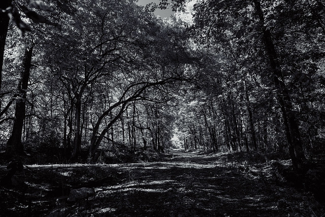 August A. Busch Memorial Conservation Area -  black and white landscape 1