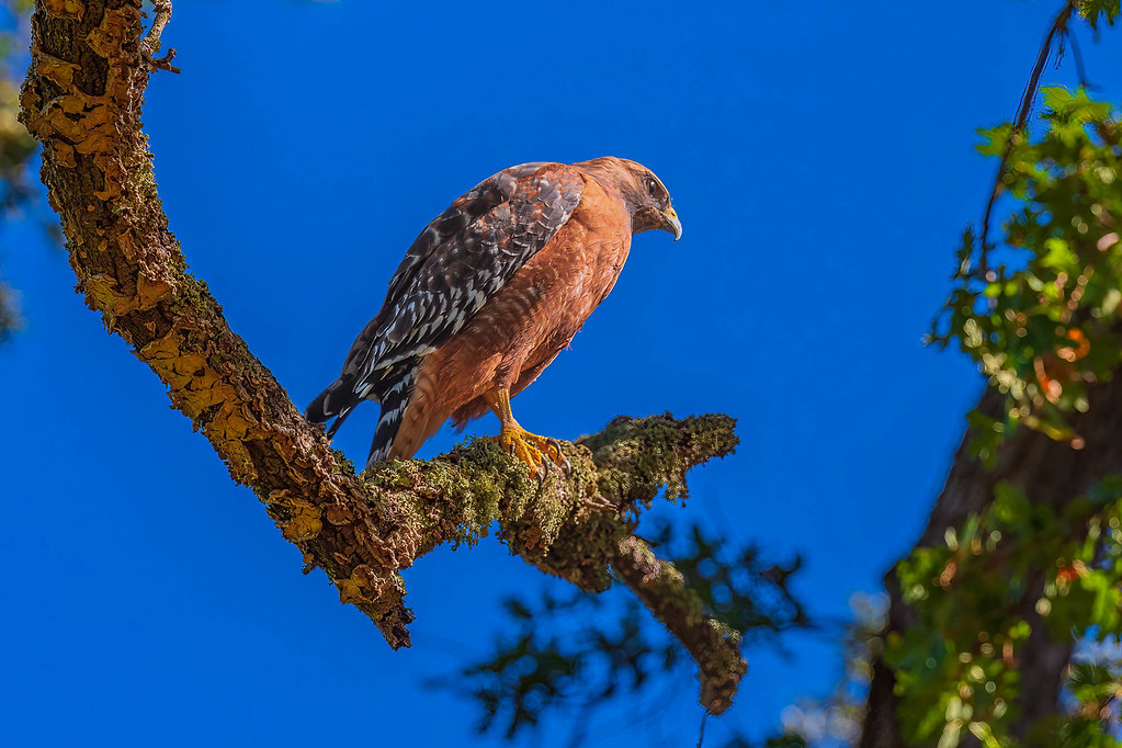 Red Shouldered-Hawk
