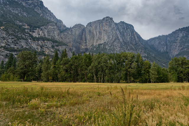 A Grassy Meadow Setting in Yosemite Valley (Yosemite National Park)