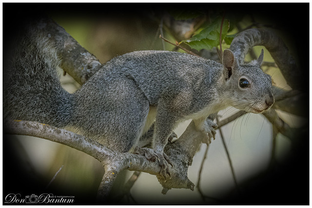 GreySquirrel_11