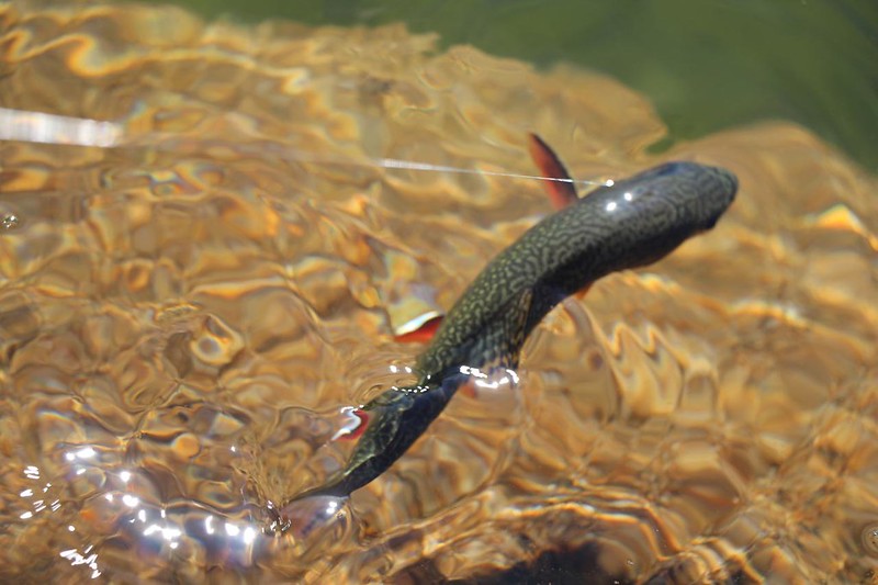Brook Trout fighting against my fishing line at the Kearsarge Lakes - I let them go free afterward