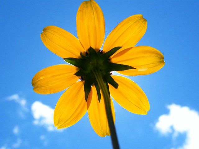 Yellow Sky Flower