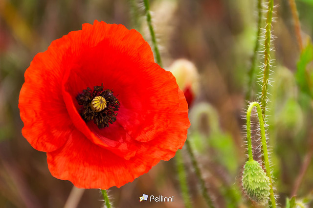 close up of red corn poppy. blooming flower. beautiful nature background