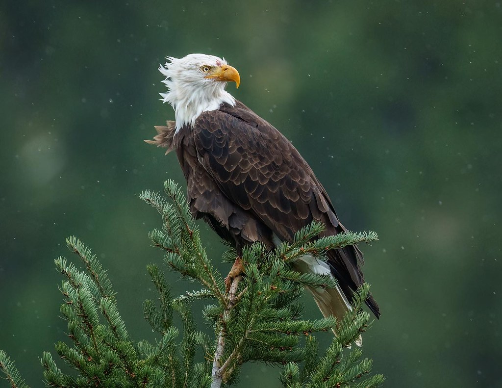 Bald eagle in a rain storm. Yellowstone. October, 2022.