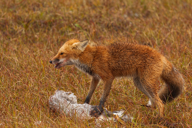 Red Fox Eating a Goose
