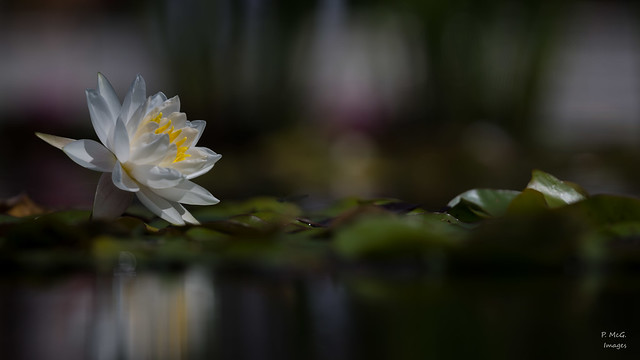 Water Lily 3006