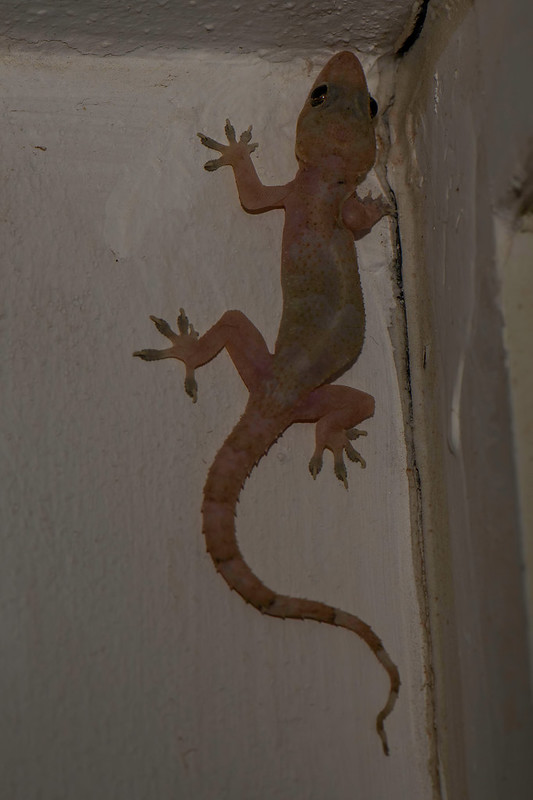 Huisgekko - Tropical house gecko - (Hemidactylus mabouia)-250_3135