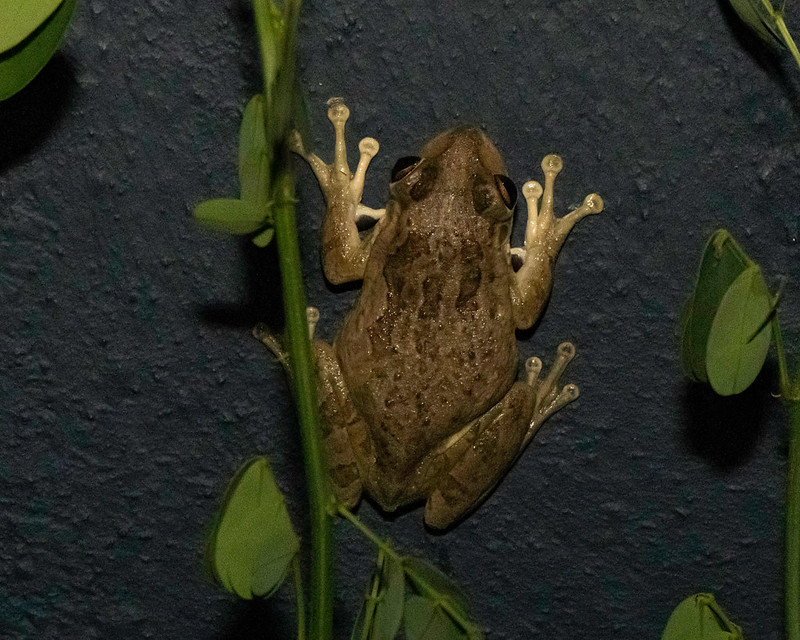 Cubaanse boomkikker - Cuban tree frog (Osteopilus septentrionalis)-250_2794