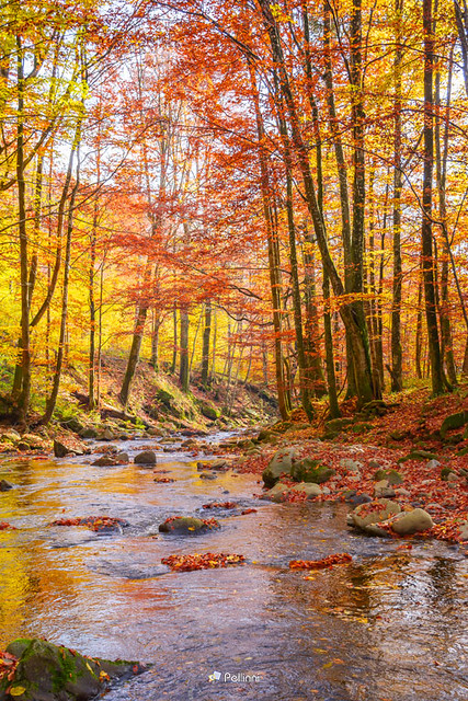 water stream in the beech woods. wonderful nature landscape in fall season. scenery with trees in autumn colors on a sunny day