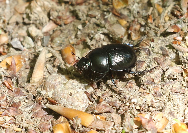 Skovskarnbasse (Woodland Dor Beetle / Anoplotrupes stercorosus)