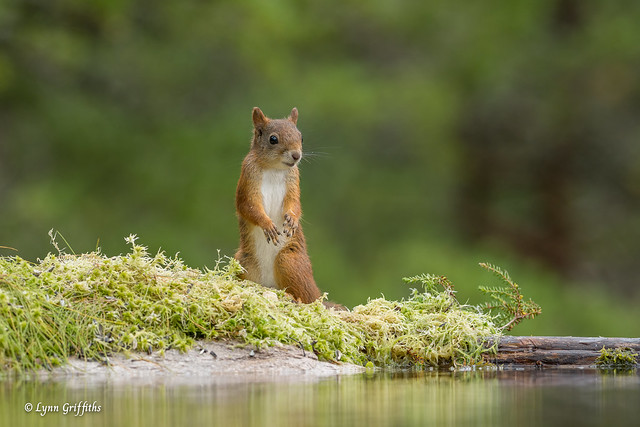 Red Squirrel - What was that? 720_2224.jpg