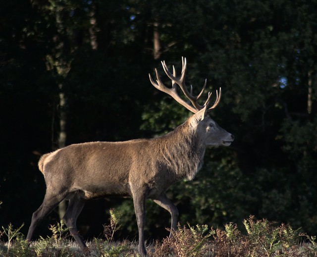 Bradgate Park Deer Rut 2023