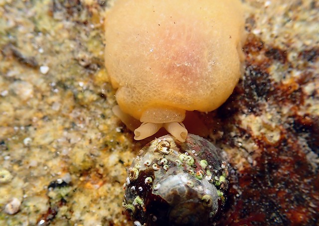 Berthella plumula - Berthelle plume ou Limace de mer à plumes jaunes - Yellow-Plumed Sea Slug - 10/09/22