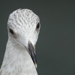Retrato de uma gaivota