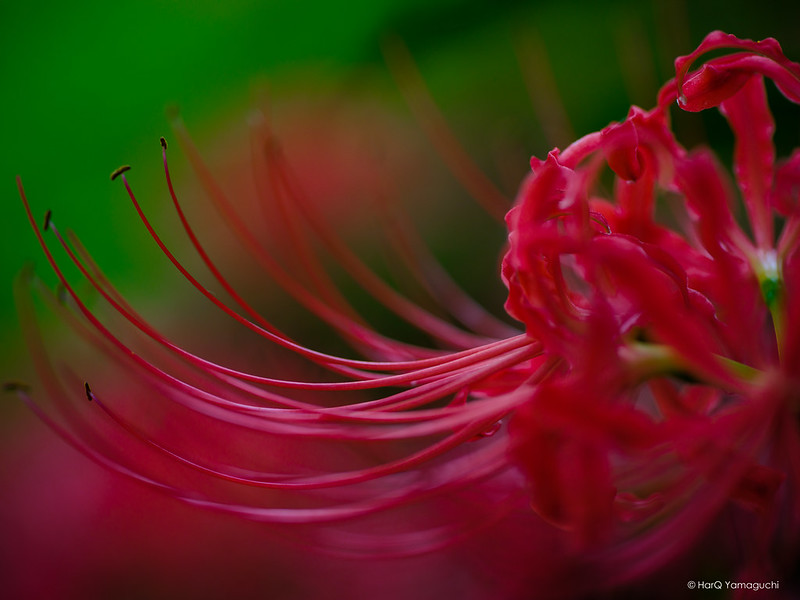 Spider Lily (Macro)