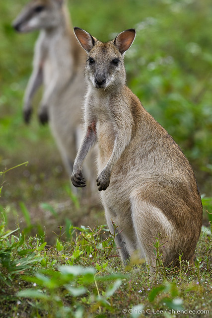 Agile Wallaby (Macropus agilis)