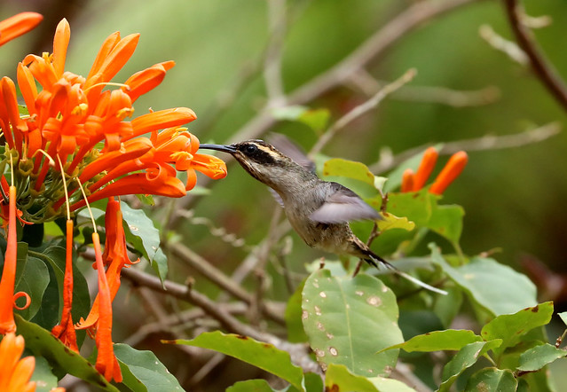 Scale-throated Hermit --- Phaethornis eurynome