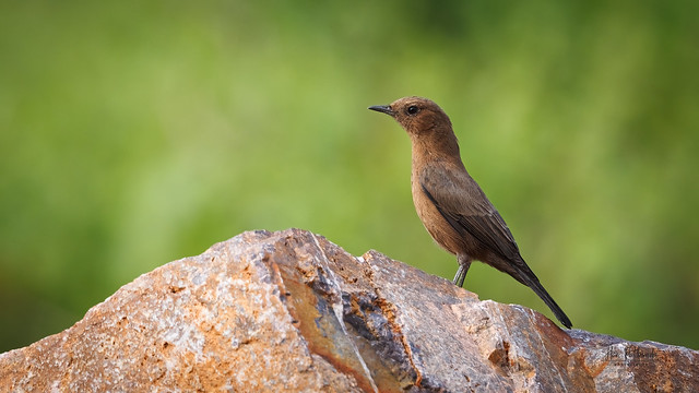A Brown Rock Chat foraging around rocks!