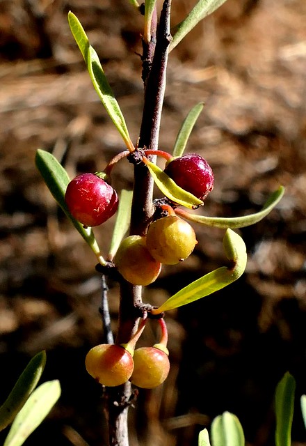 Rhamnus lycioides subsp. oleoides (L.) Jahandiez & Maire - RHAMNACEAE - Villanueva de Cauche (Málaga) (3)