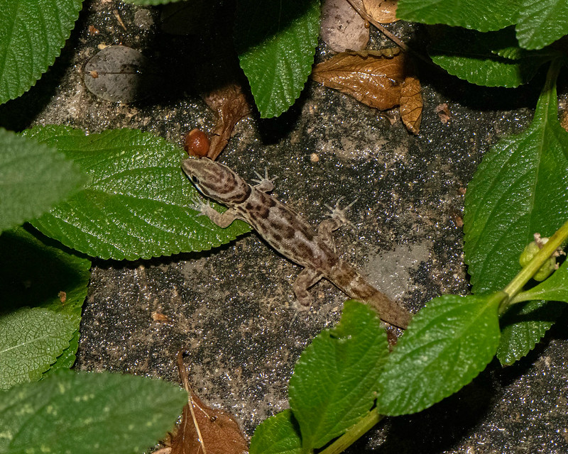 Zwavelkopje - Antilles Gecko (Gonatodes anttillensis)-250_2829