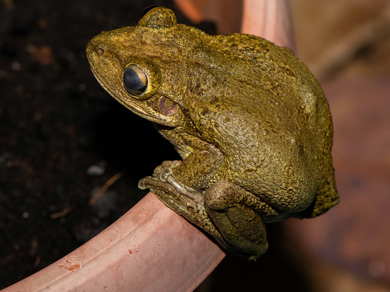 Cubaanse boomkikker - Cuban tree frog (Osteopilus septentrionalis)-250_3126