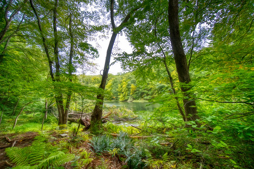 Ferns | by JMS2