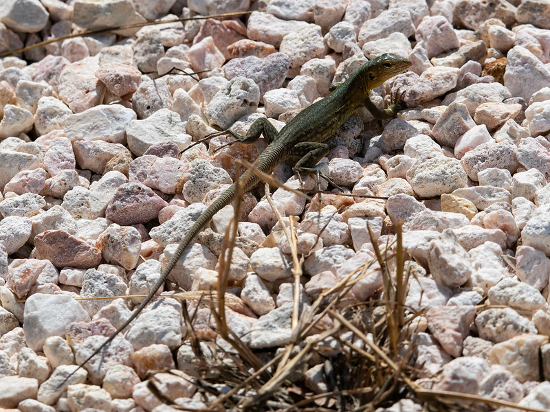 Bonairiaanse renhagedis - Bonaire Island Whiptail Lizard (Cnemidophorus ruthveni)-250_3081