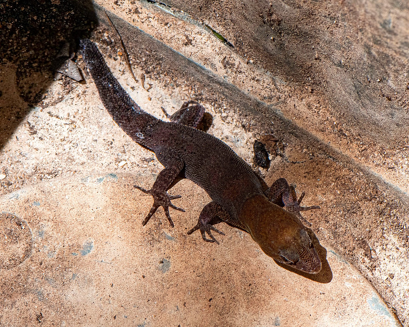 Zwavelkopje - Antilles Gecko (Gonatodes anttillensis)-250_2777