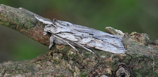 2240 Blair's Shoulder-knot (Lithophane leautieri) - Noctuidae
