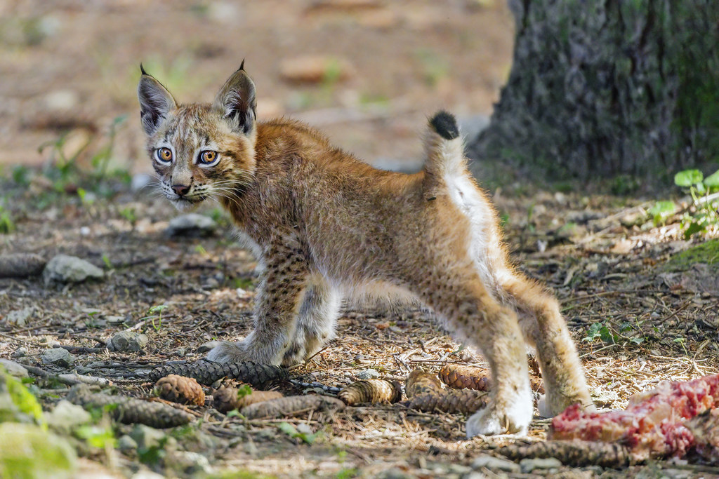 Another cute baby lynx