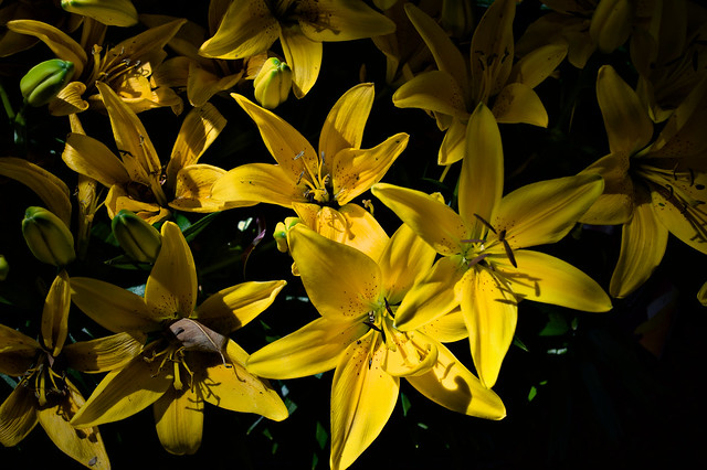 Yellow Lilly