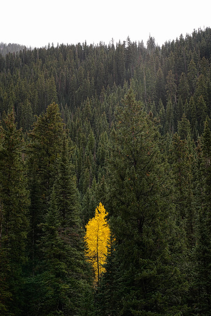 The Tree - Colorado