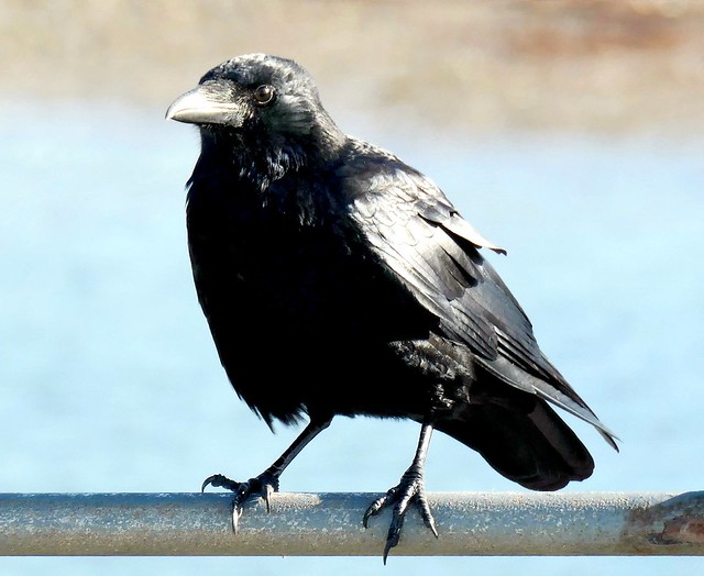 A raven
