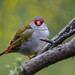 Red-browed Finch 2022-09-28 (7D_182A2162)