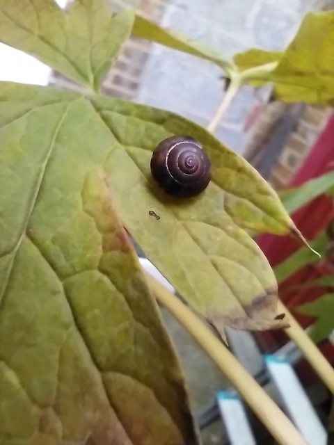 Snail on tree peony leaf