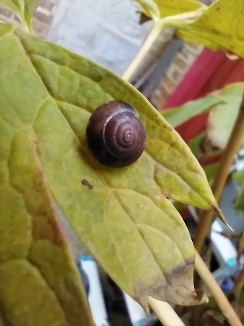 Snail on tree peony leaf