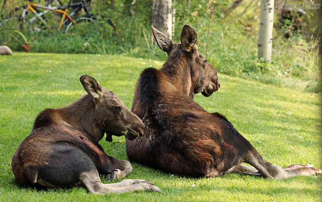 Wild Moose cow and calf