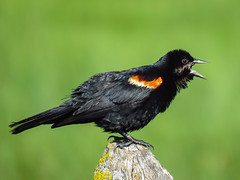 03 Red-winged Blackbird / Agelaius phoeniceus, male
