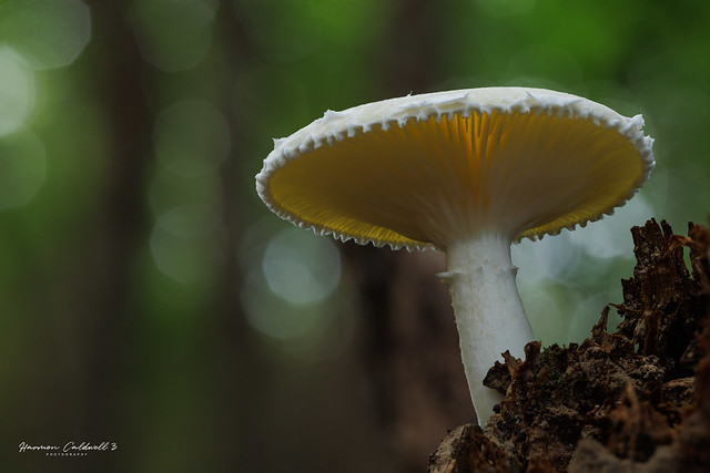Pristine Mushroom