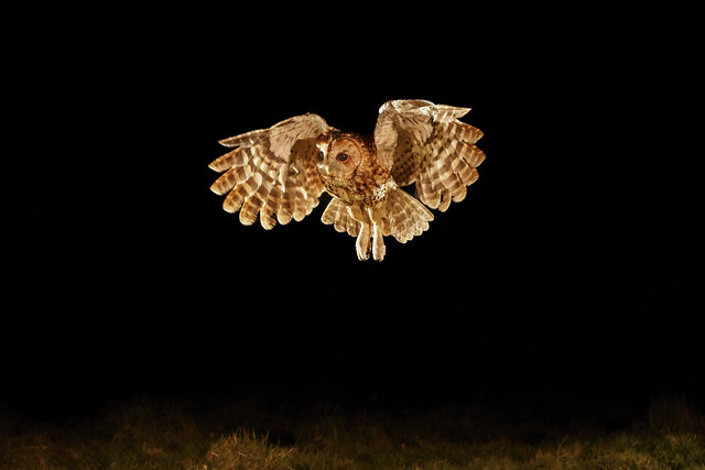 A tawny owl in flight at night on Exmoor