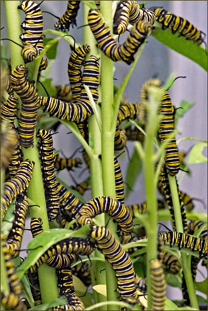 Caterpillars of the monarch butterfly
