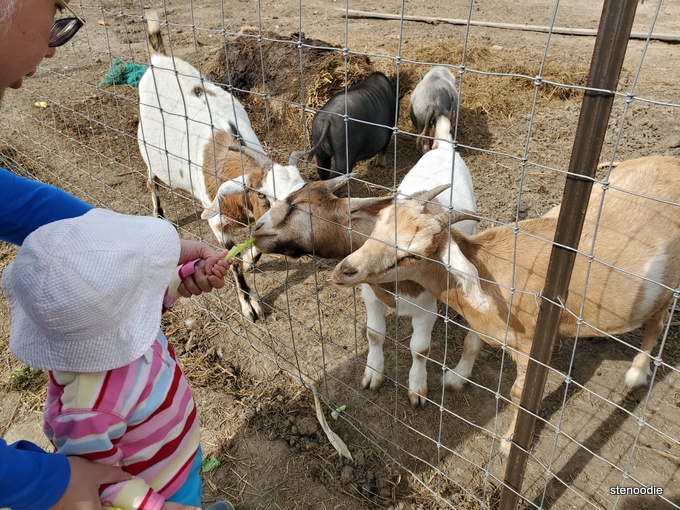  Carma Farms animals